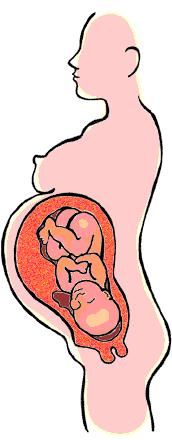 Kohdun ja sikiön kasvu 37-40 raskausviikkoa.