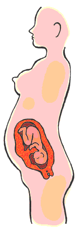 Kohdun ja sikiön kasvu 21-28 raskausviikkoa.