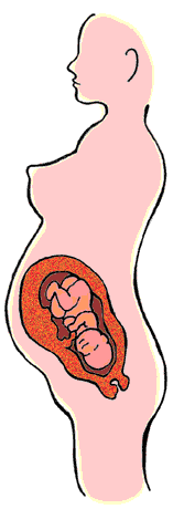 Kohdun ja sikiön kasvu 29-32 raskausviikkoa.