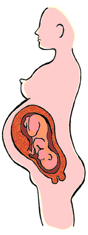 Kohdun ja sikiön kasvu 33-36 raskausviikkoa.
